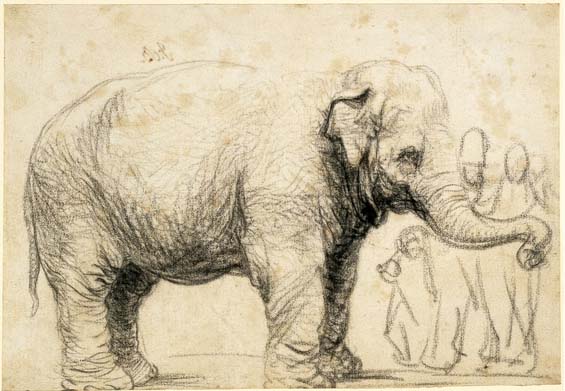 Image of Rembrandt's elephant named for certain?