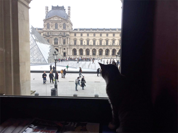 Image of The Louvre has a cat!